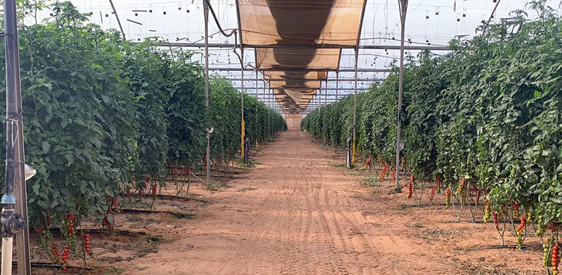 Greenhouses For Sale, Greenhouse Farming in Kenya, Wooden Greenhouses in the Rift Valley - Kenya